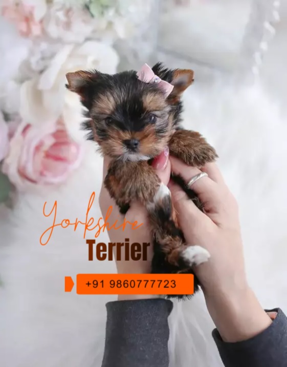 Beautiful yorkshire terrier puppies